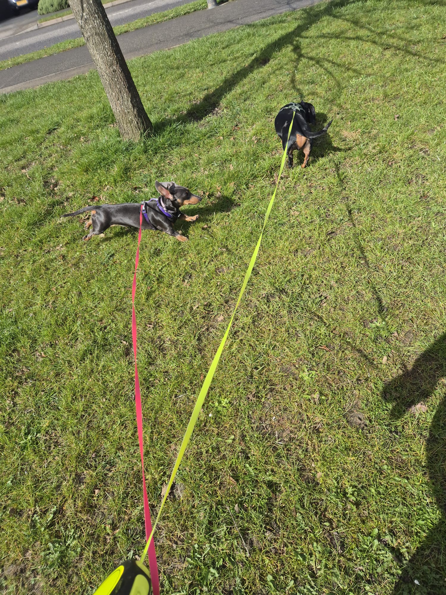 Happy dog enjoying CJ'S walkies
