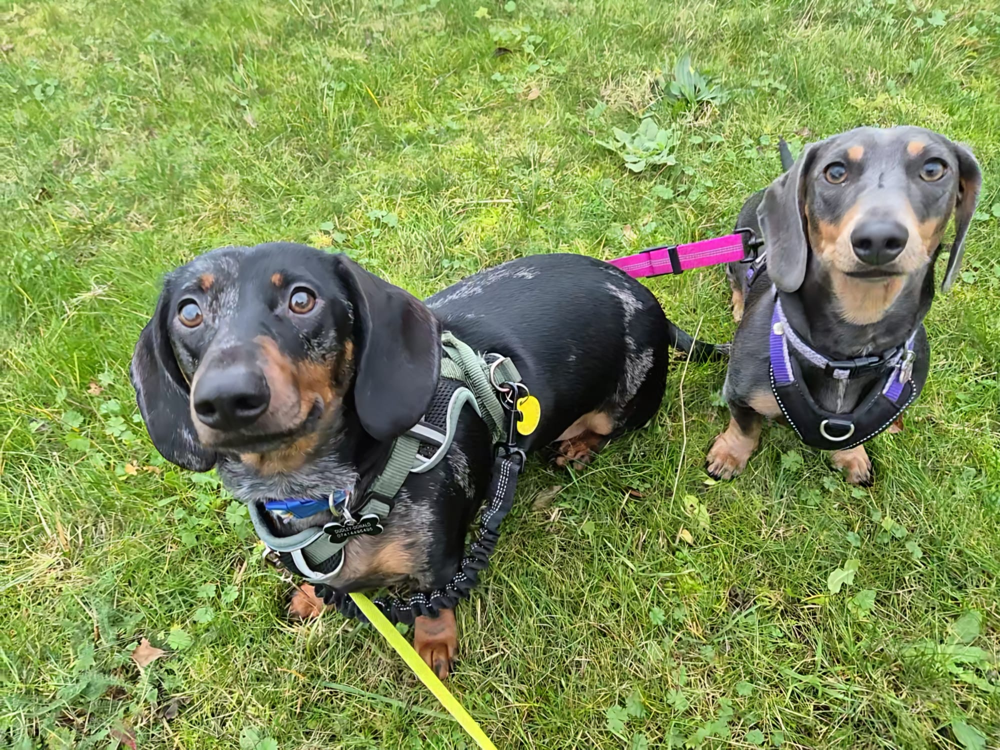 Happy dog enjoying CJ'S walkies