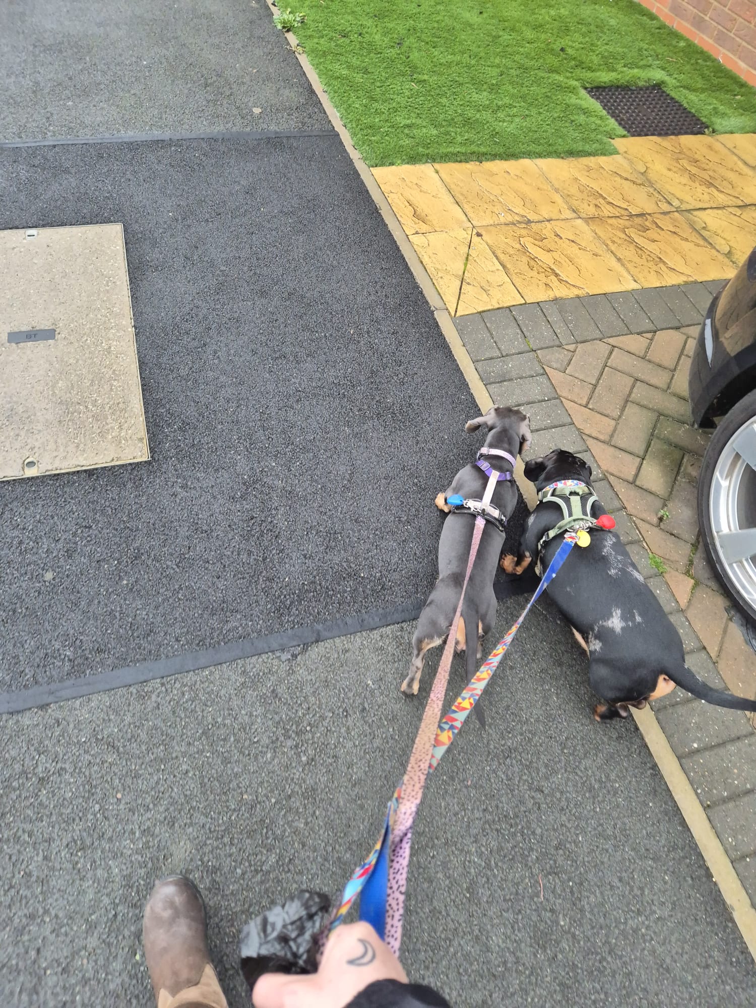 Happy dog enjoying CJ'S walkies