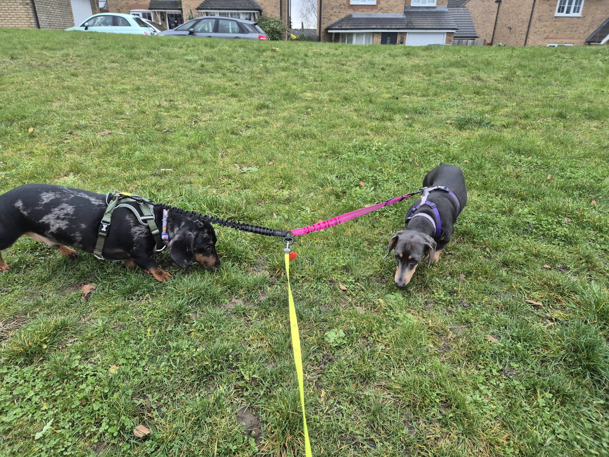 Happy dog enjoying CJ'S walkies