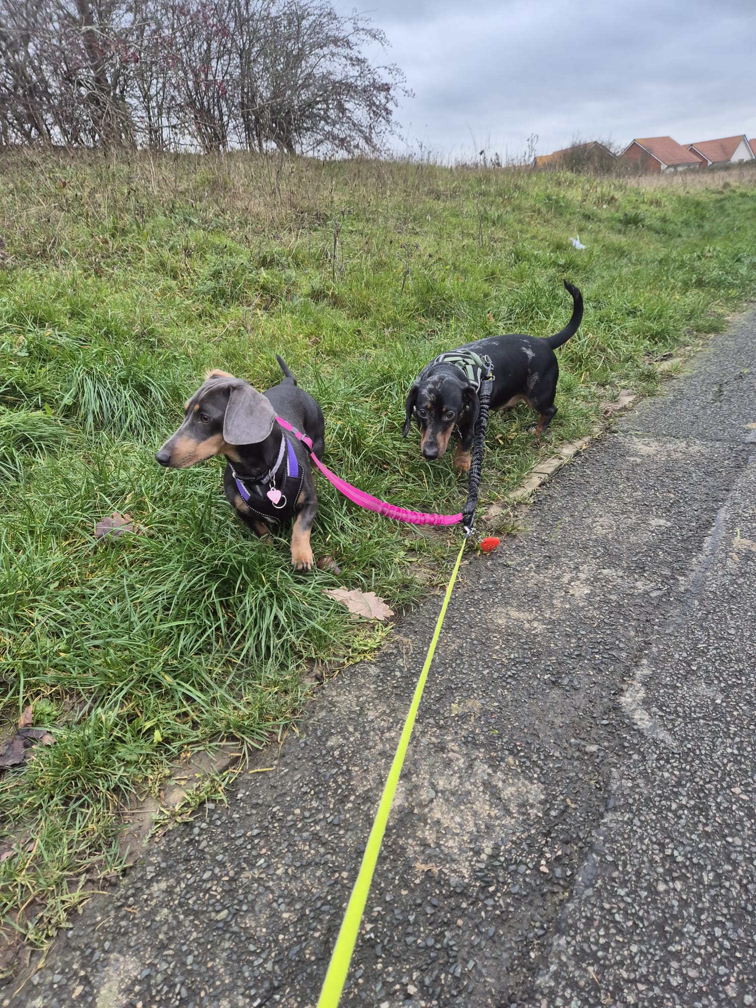 Happy dog enjoying CJ'S walkies