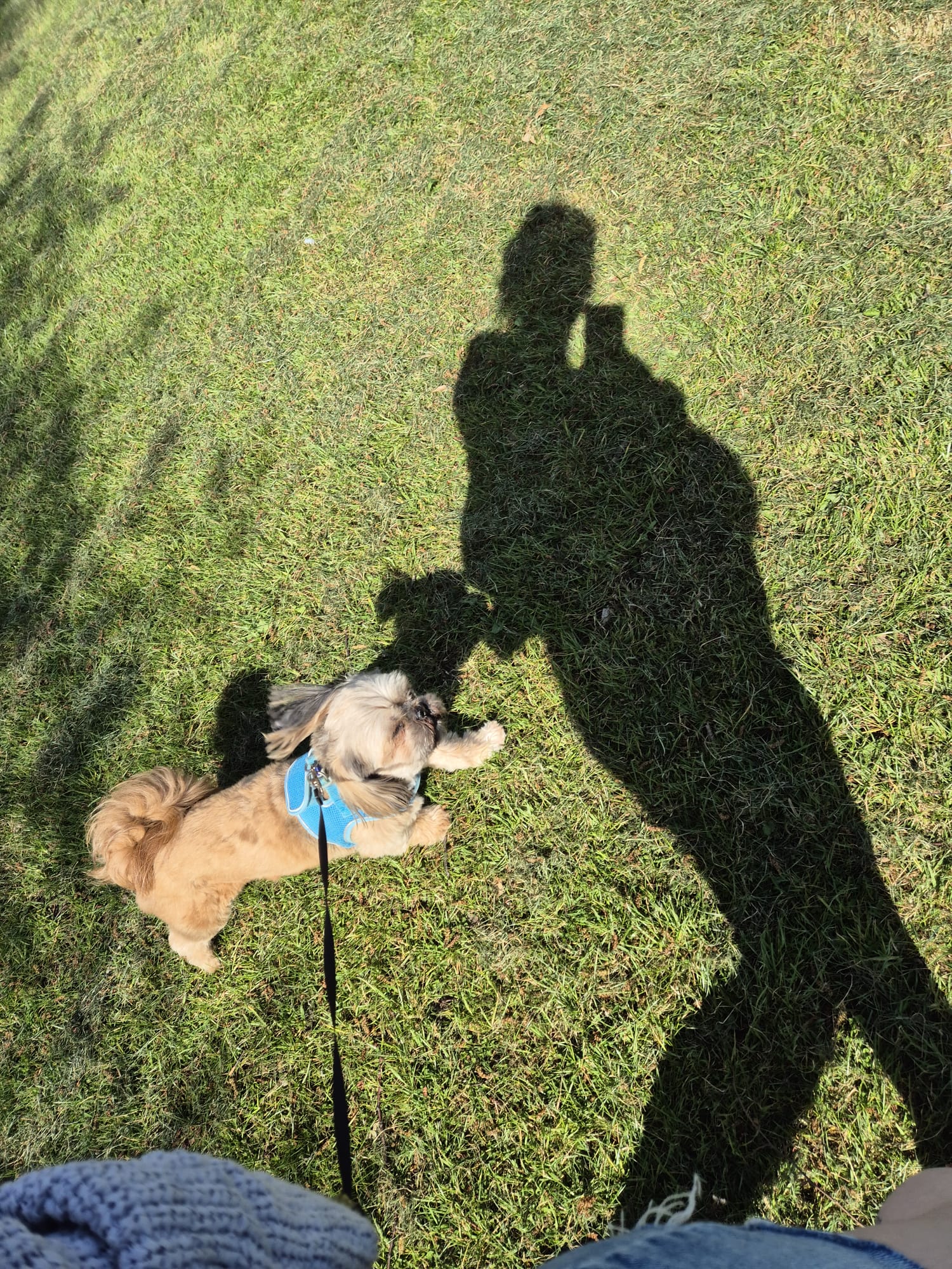 Happy dog enjoying CJ'S walkies