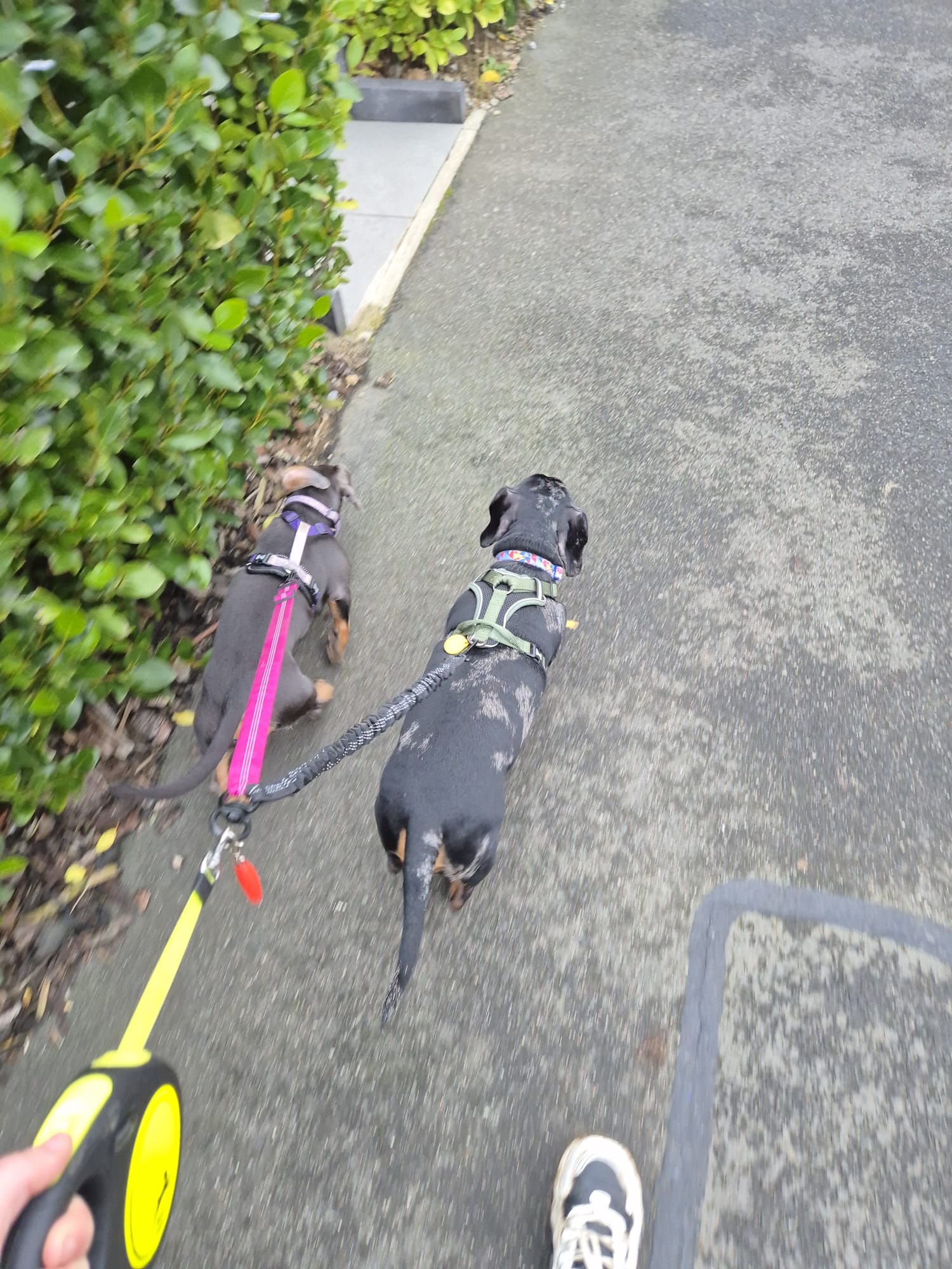 Happy dog enjoying CJ'S walkies