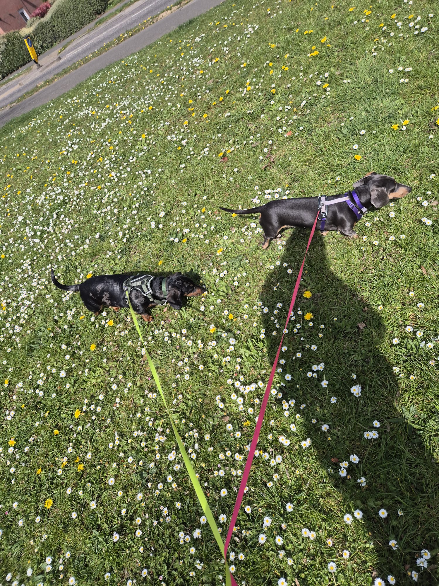 Happy dog enjoying CJ'S walkies