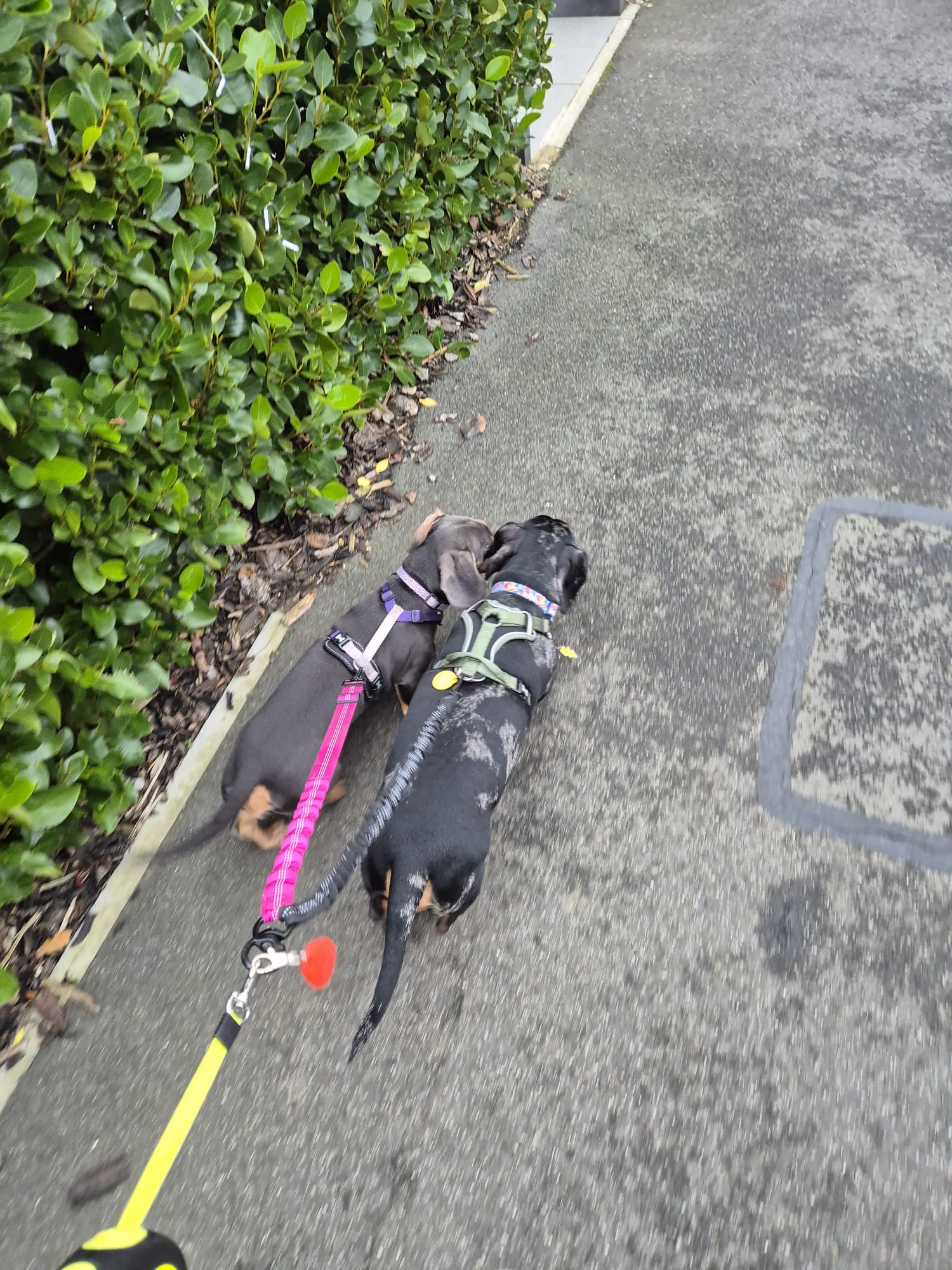 Happy dog enjoying CJ'S walkies
