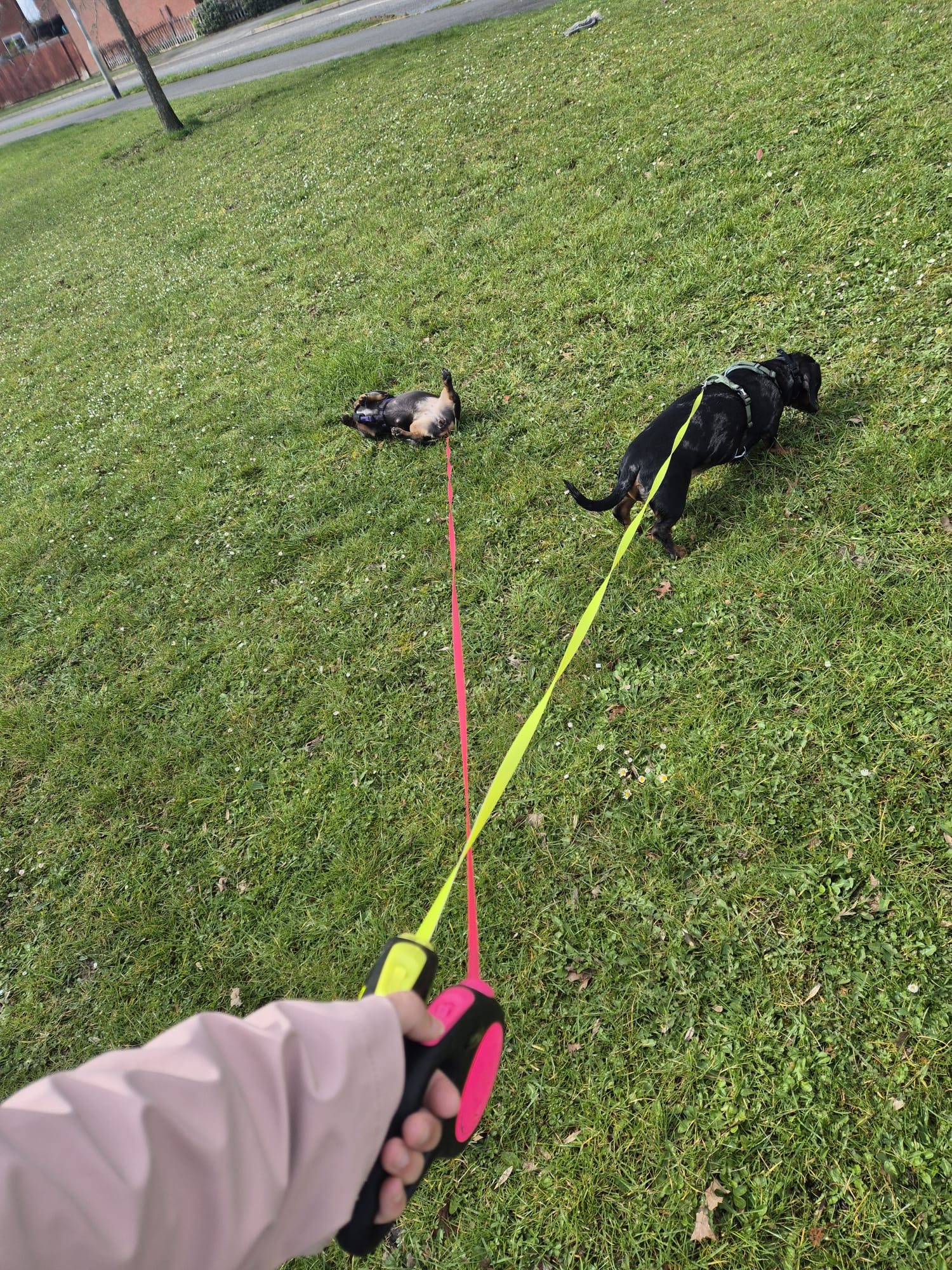 Happy dog enjoying CJ'S walkies