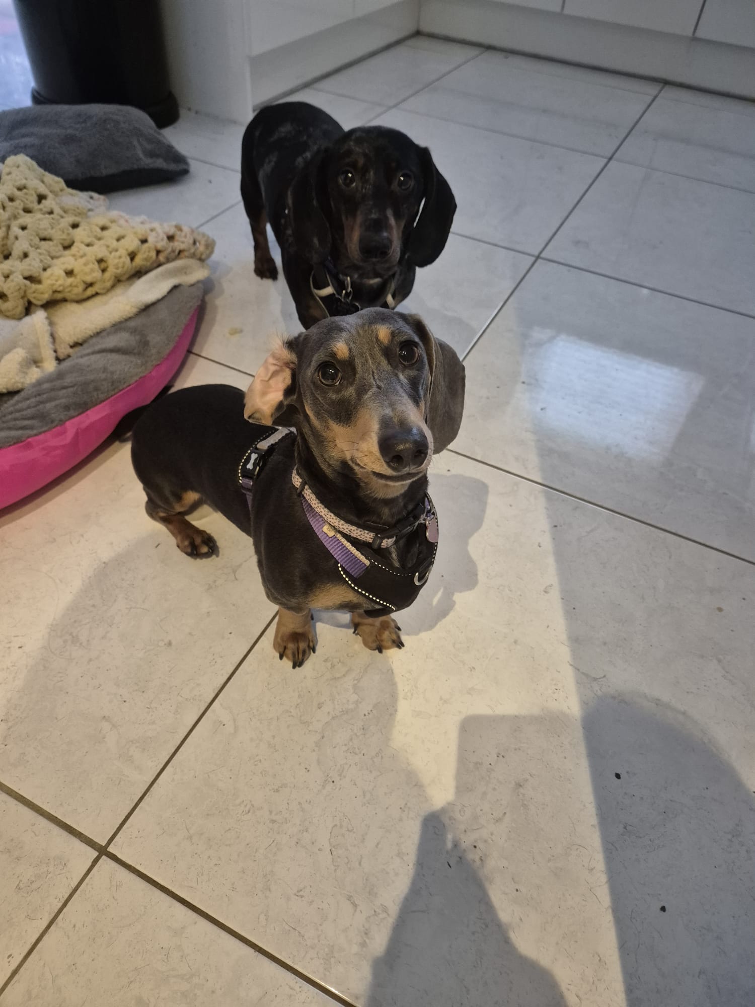 Happy dog enjoying CJ'S walkies