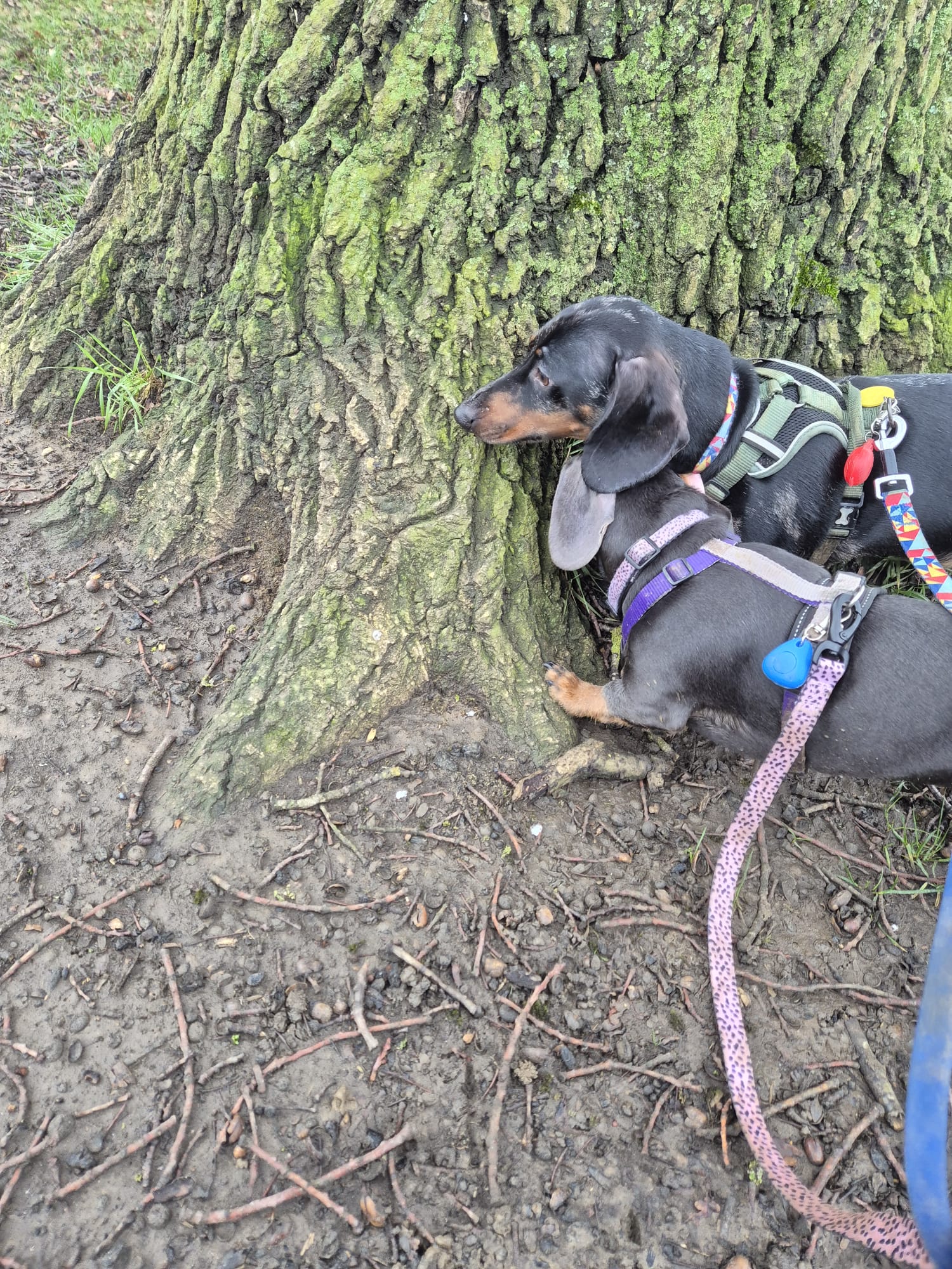 Happy dog enjoying CJ'S walkies