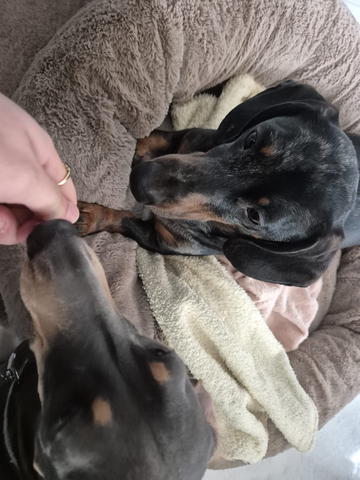 Happy dog enjoying CJ'S walkies