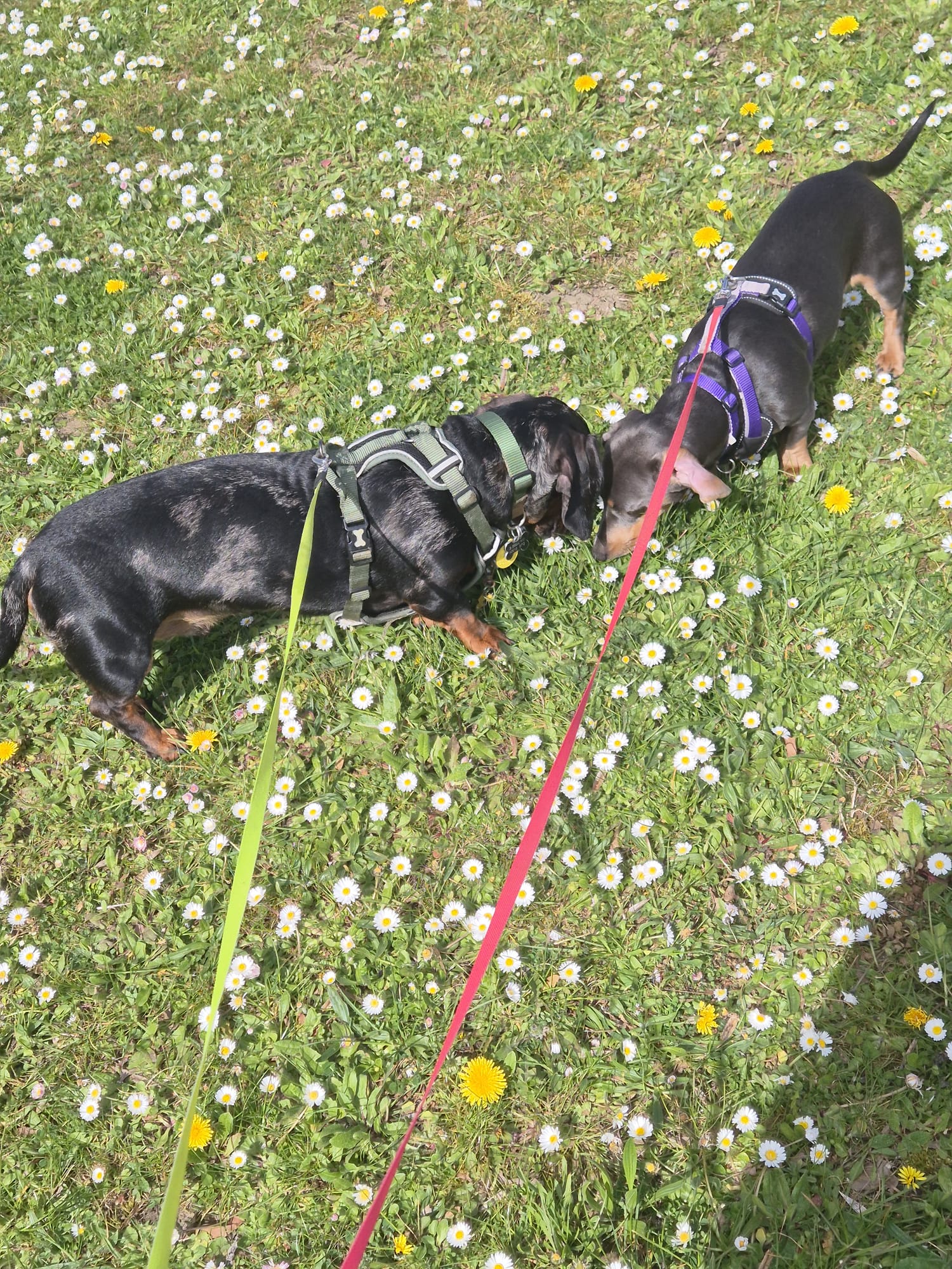 Happy dog enjoying CJ'S walkies