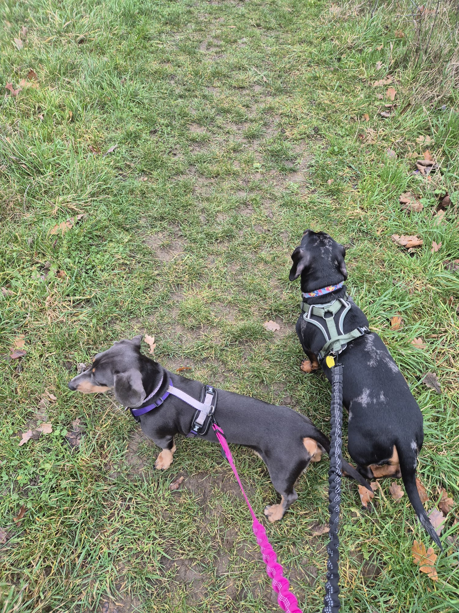 Happy dog enjoying CJ'S walkies