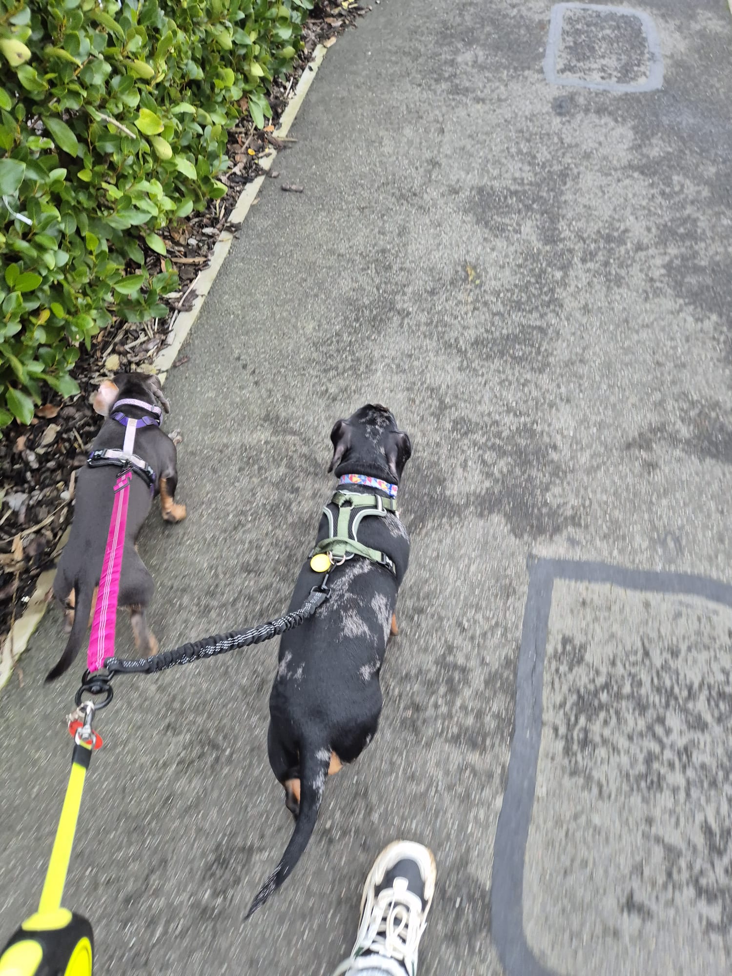 Happy dog enjoying CJ'S walkies