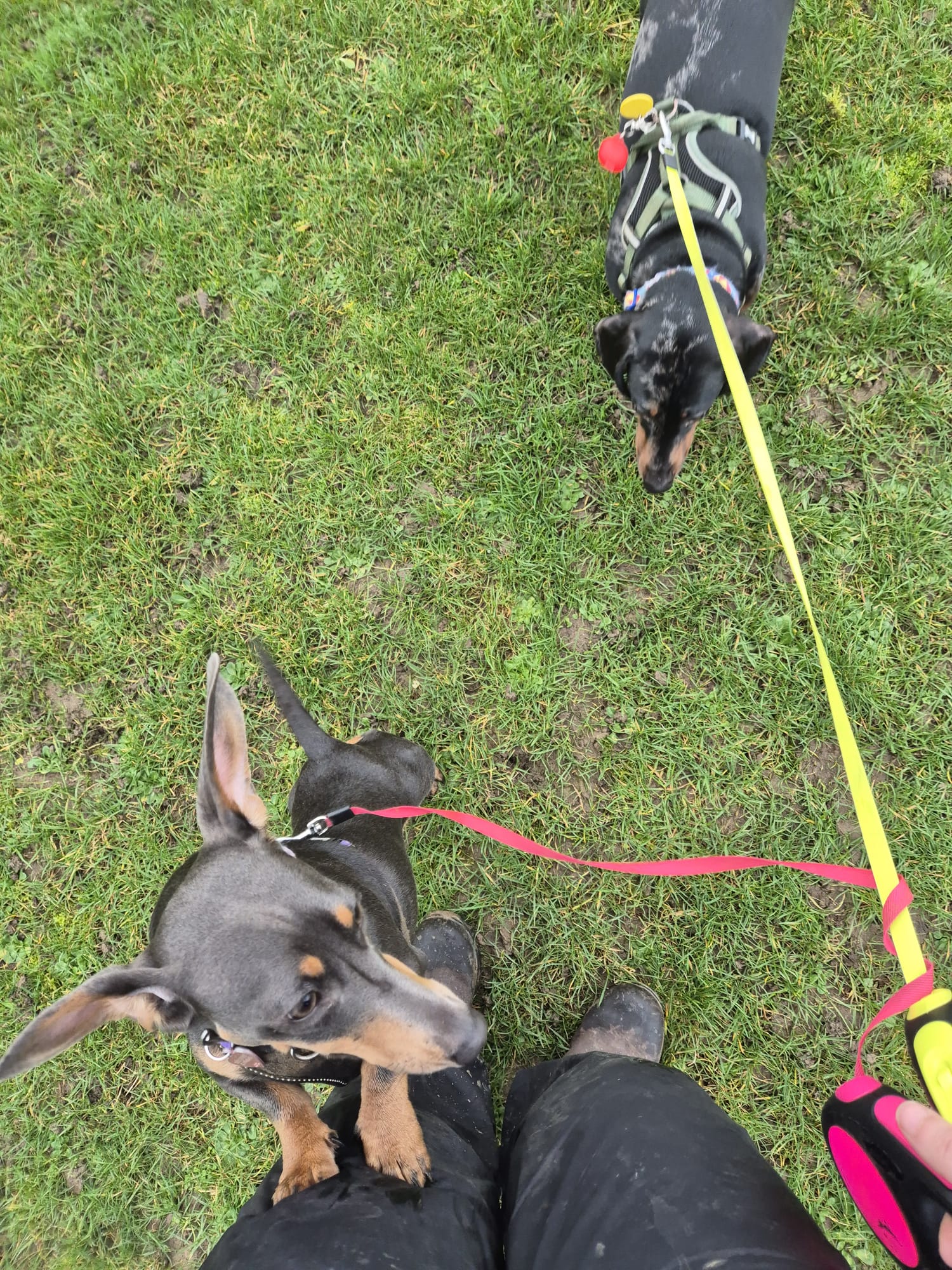 Happy dog enjoying CJ'S walkies