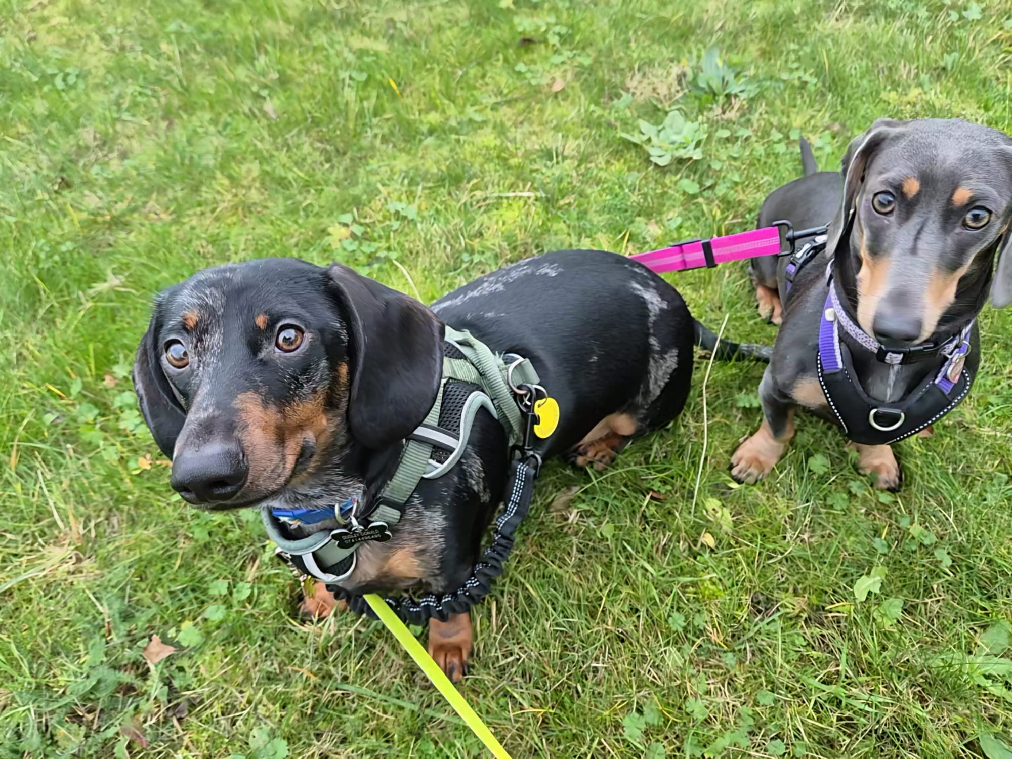 Happy dog enjoying CJ'S walkies