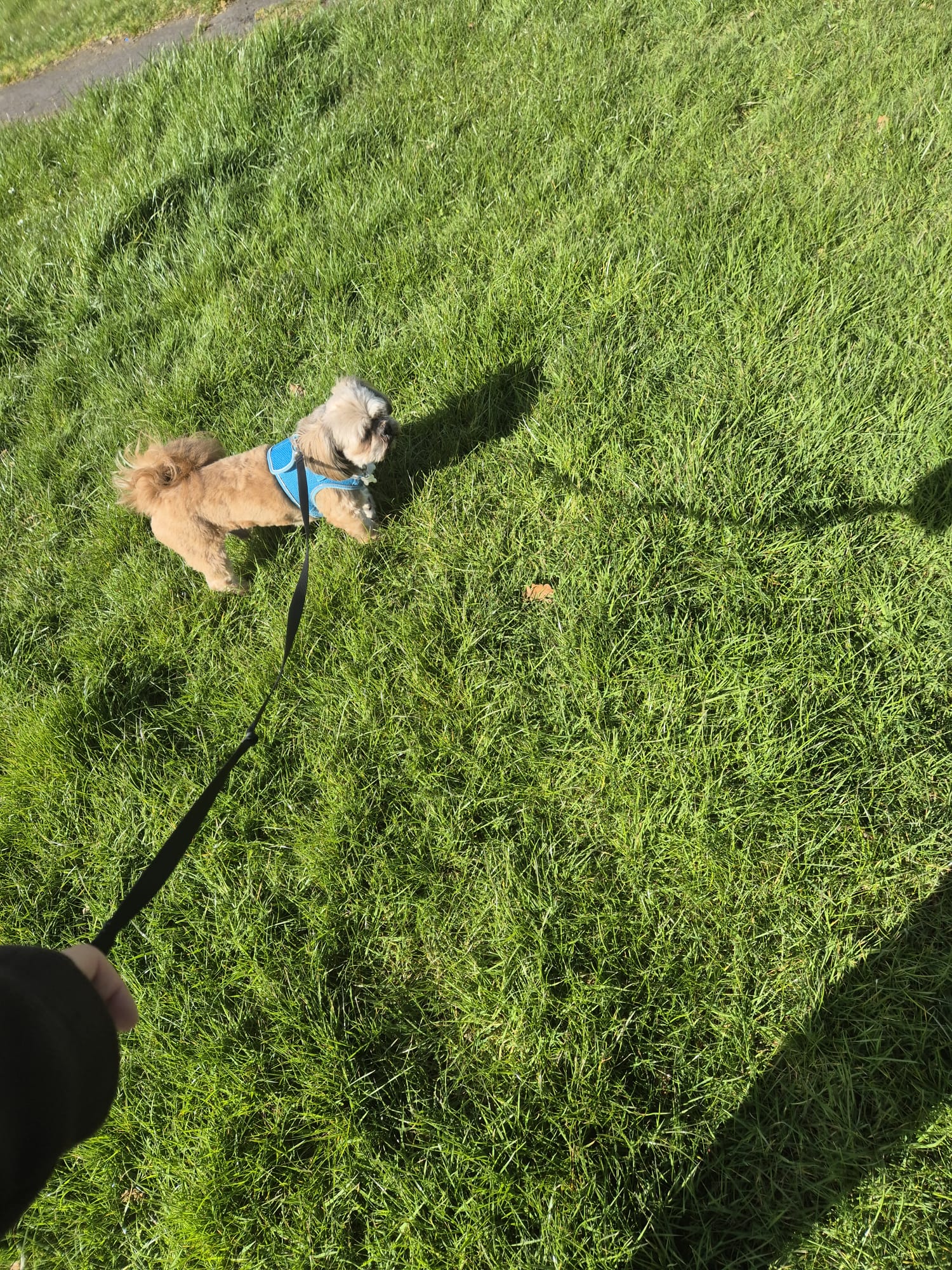 Happy dog enjoying CJ'S walkies