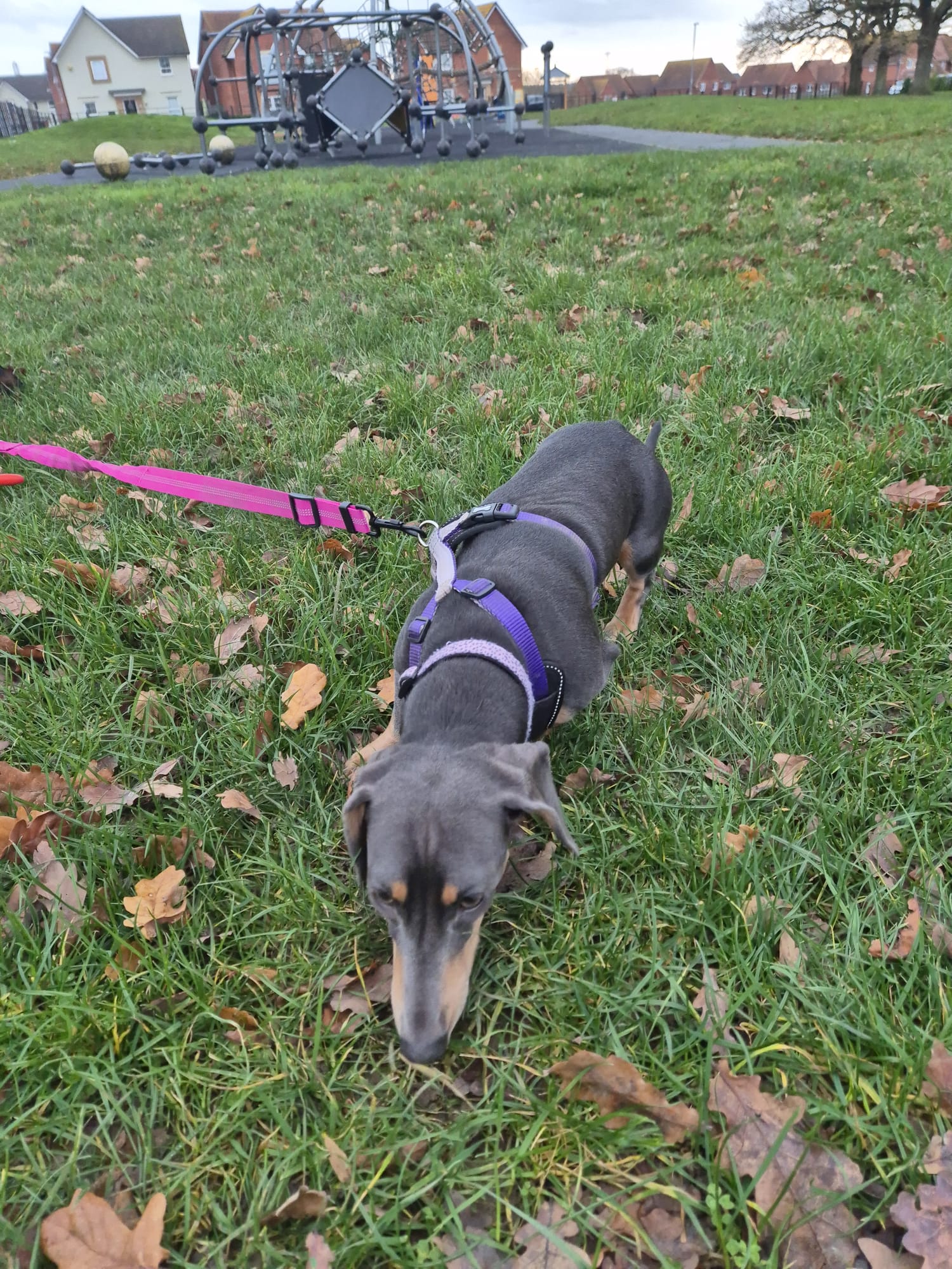 Happy dog enjoying CJ'S walkies