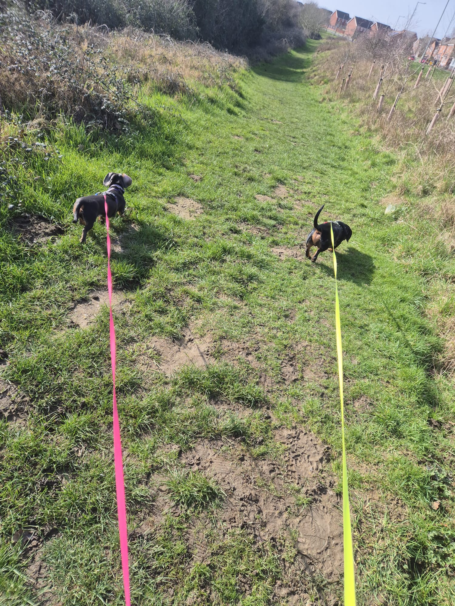 Happy dog enjoying CJ'S walkies