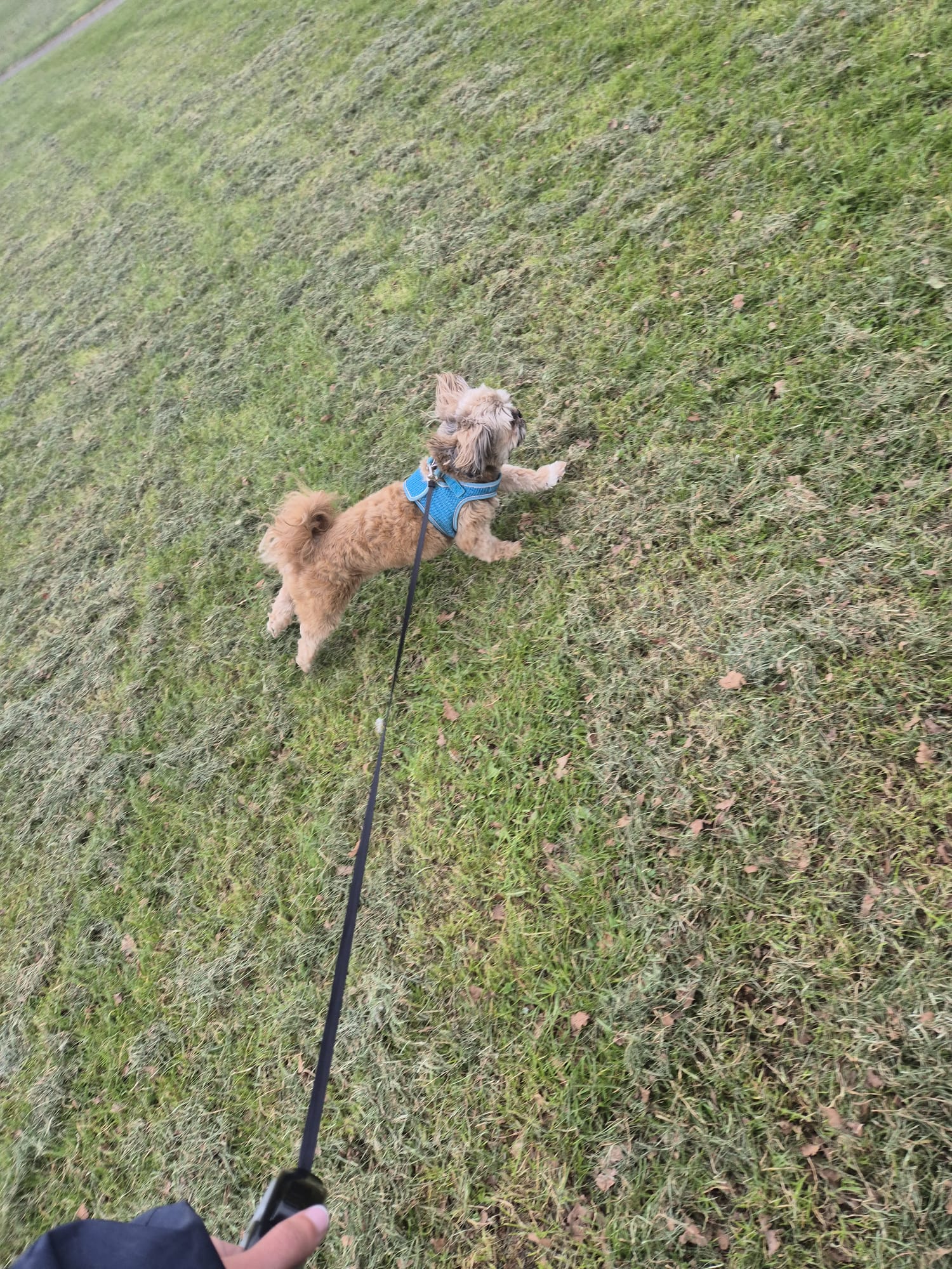 Happy dog enjoying CJ'S walkies