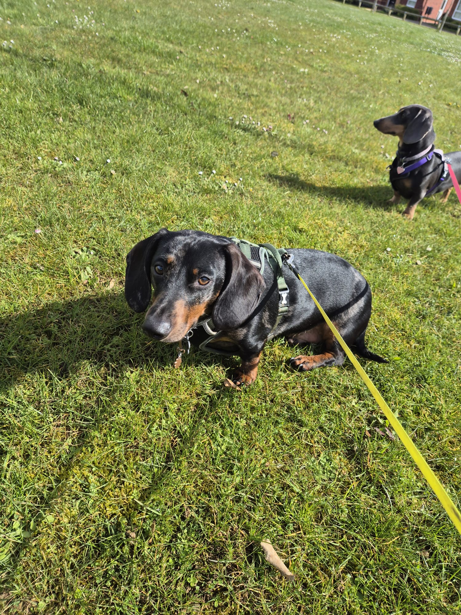 Happy dog enjoying CJ'S walkies