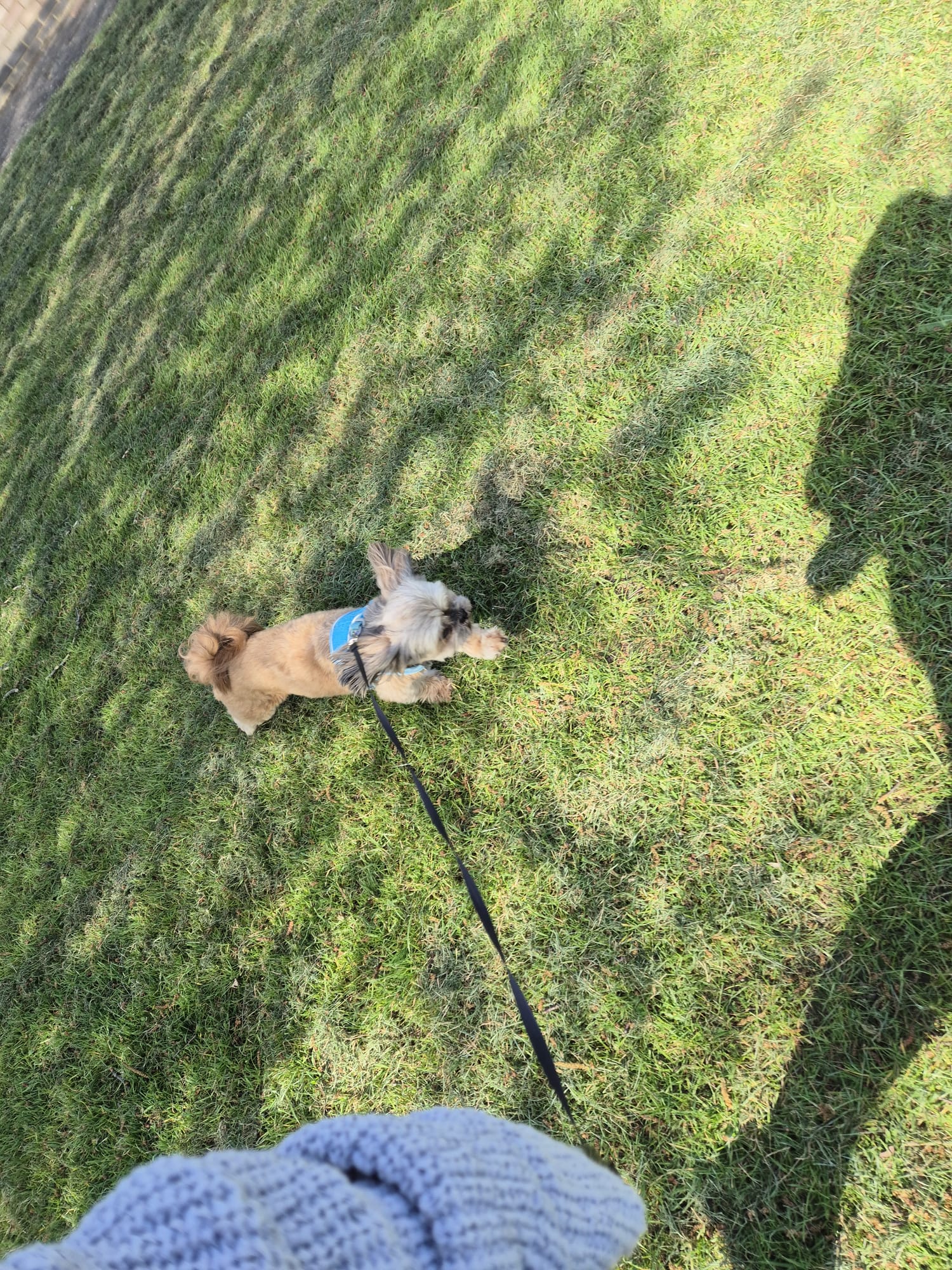 Happy dog enjoying CJ'S walkies