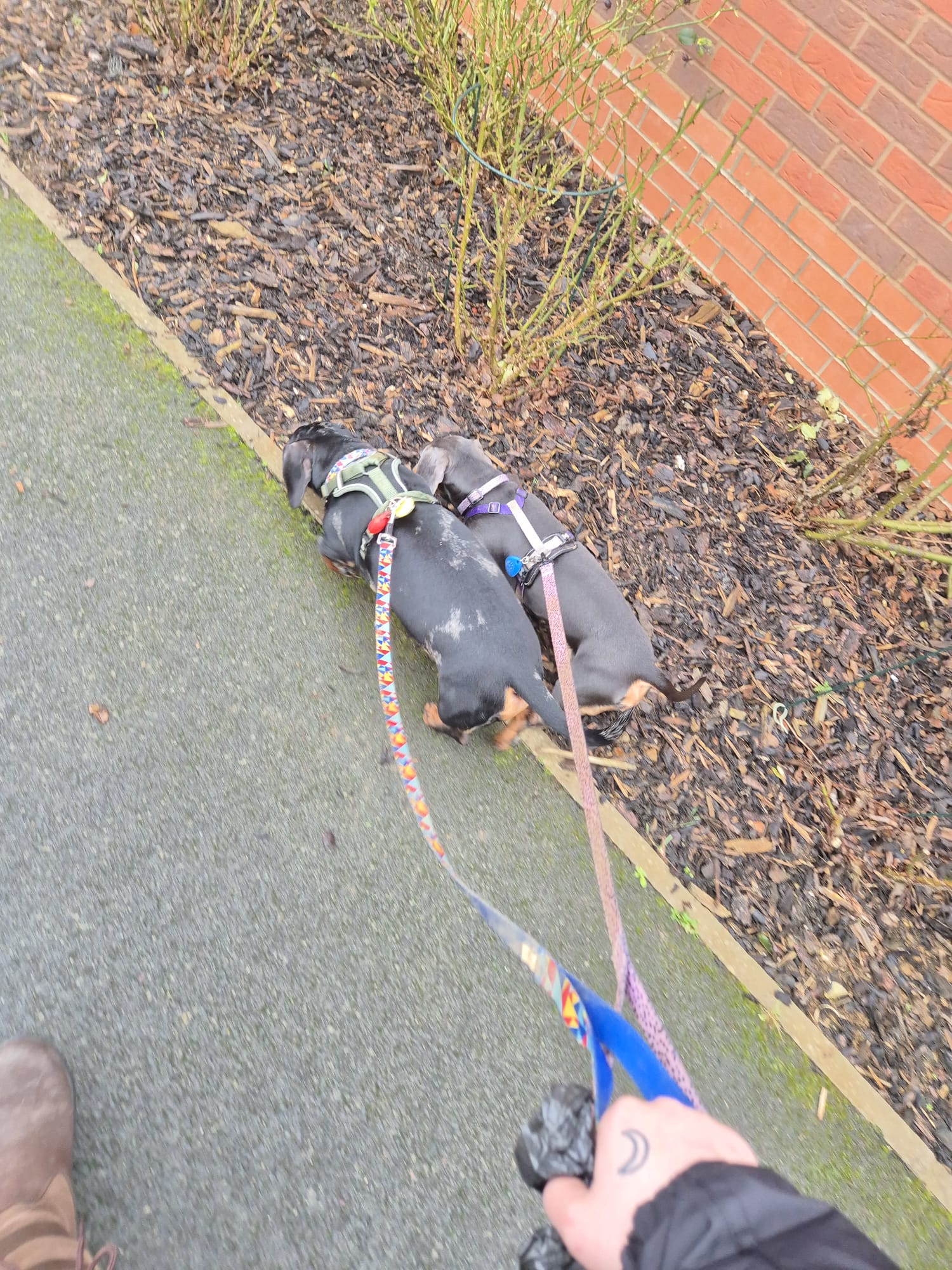 Happy dog enjoying CJ'S walkies