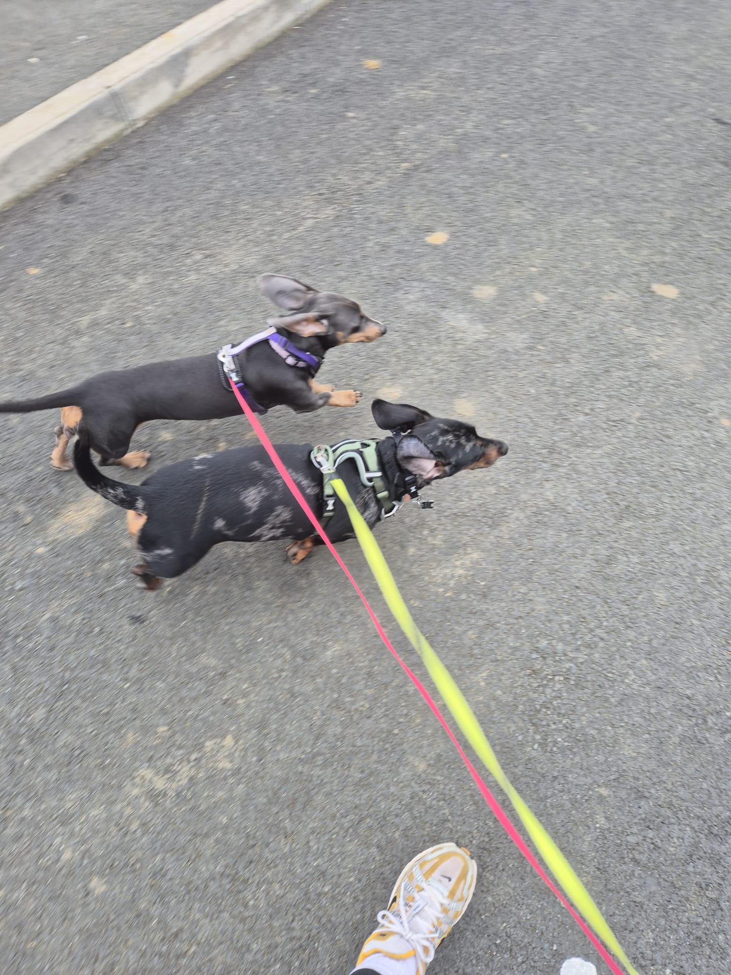 Happy dog enjoying CJ'S walkies