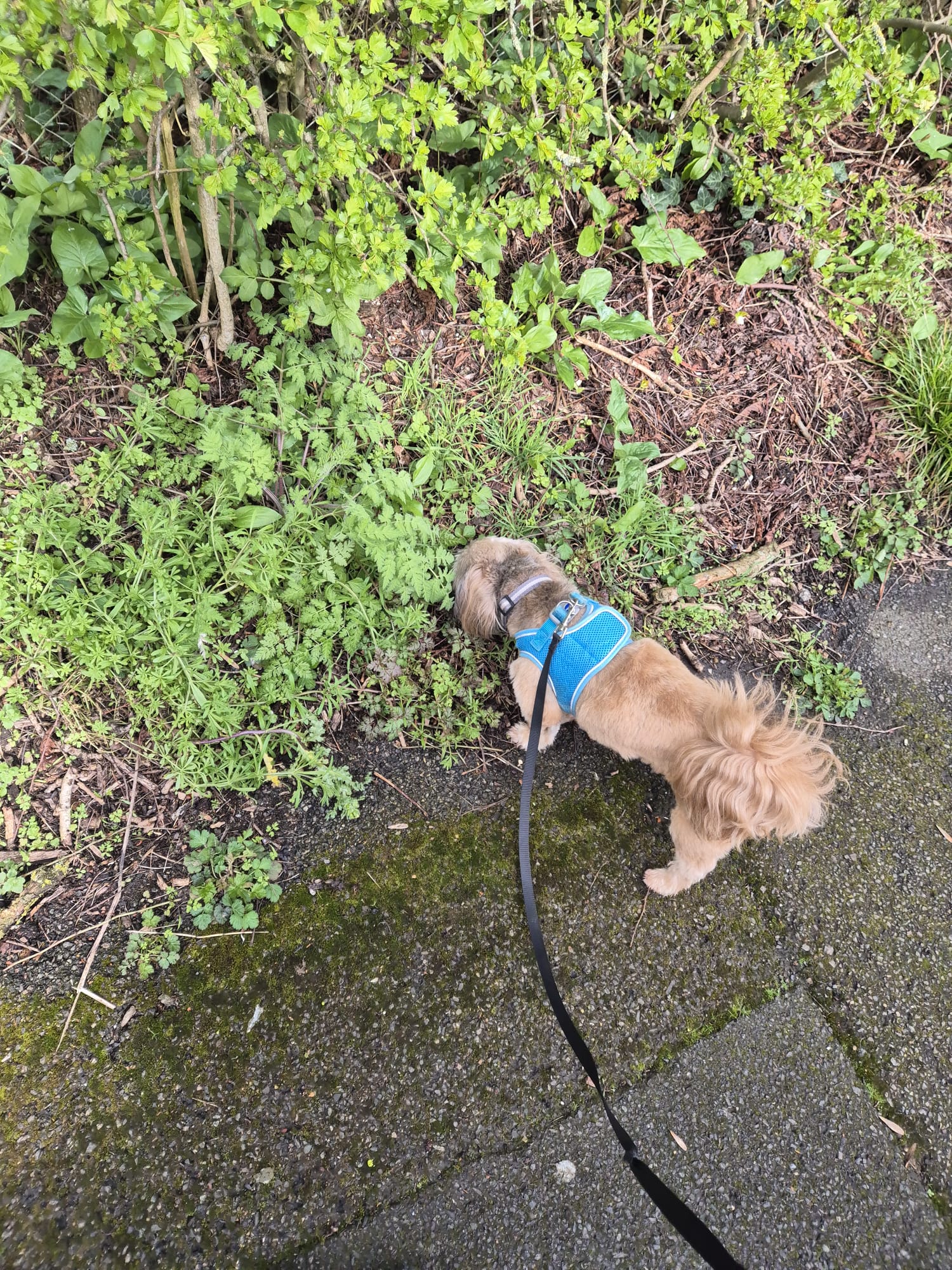 Happy dog enjoying CJ'S walkies