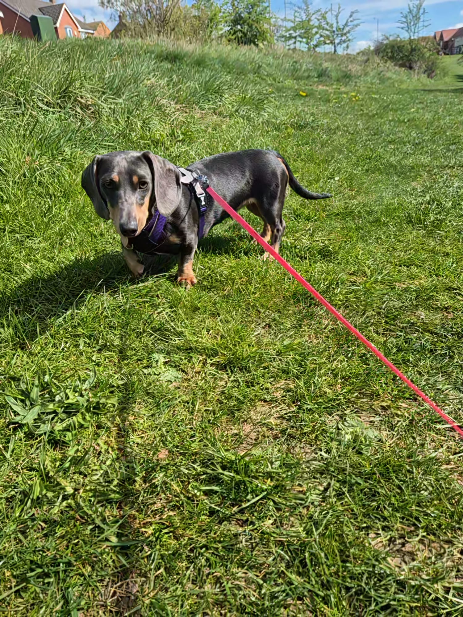 Happy dog enjoying CJ'S walkies