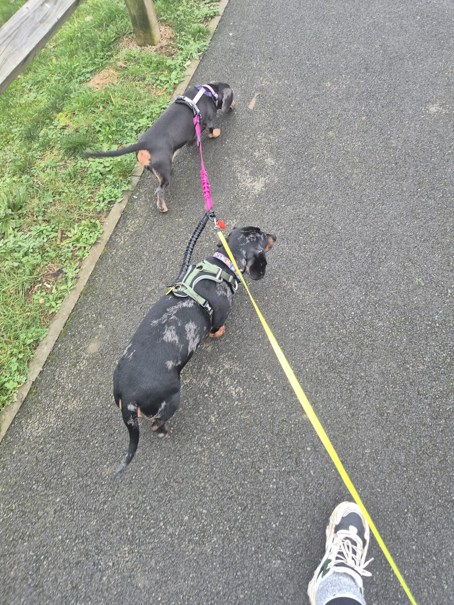 Happy dog enjoying CJ'S walkies