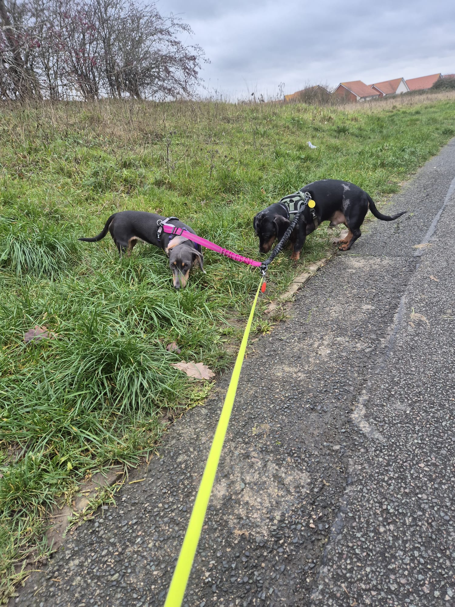Happy dog enjoying CJ'S walkies