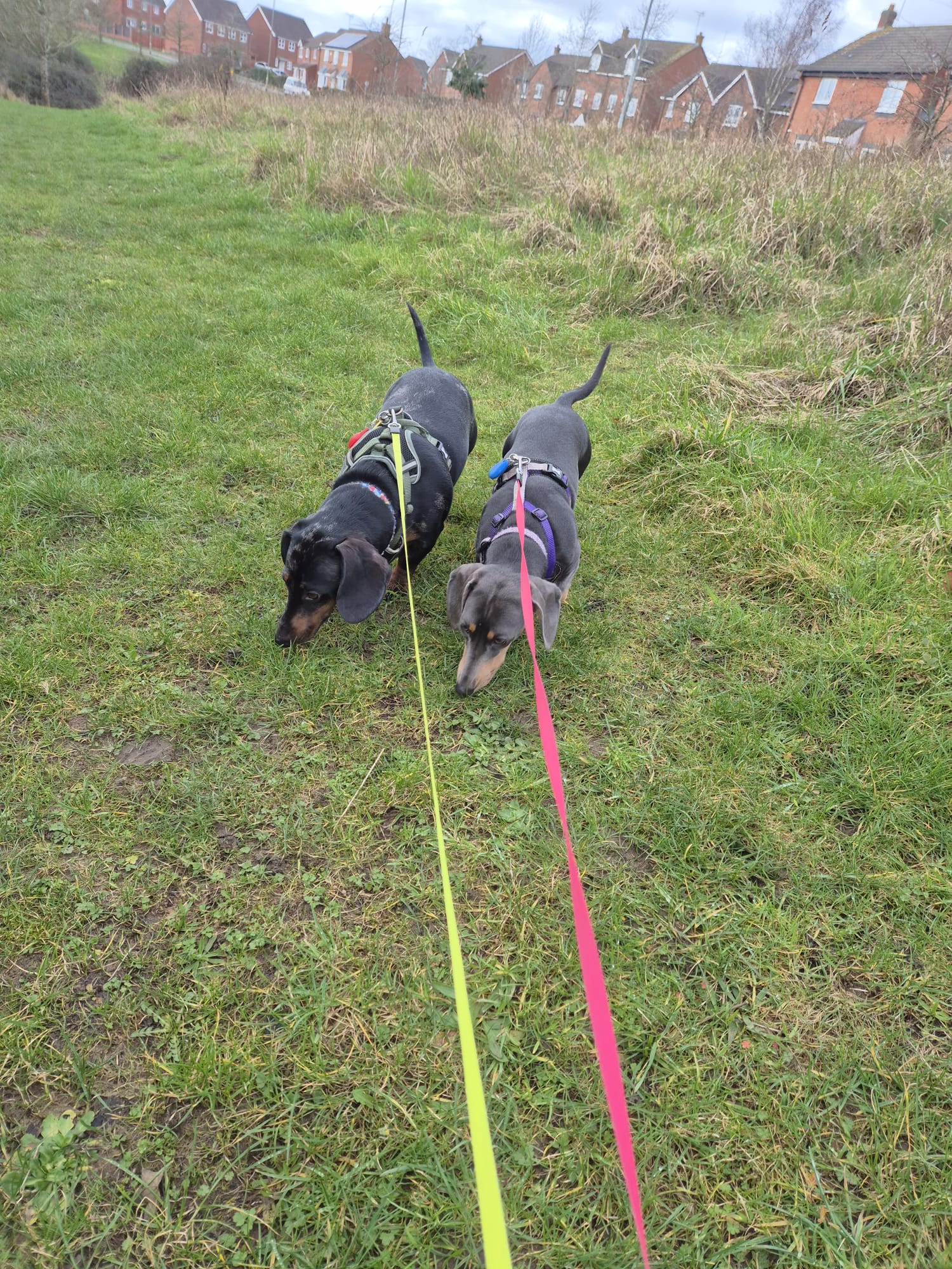 Happy dog enjoying CJ'S walkies