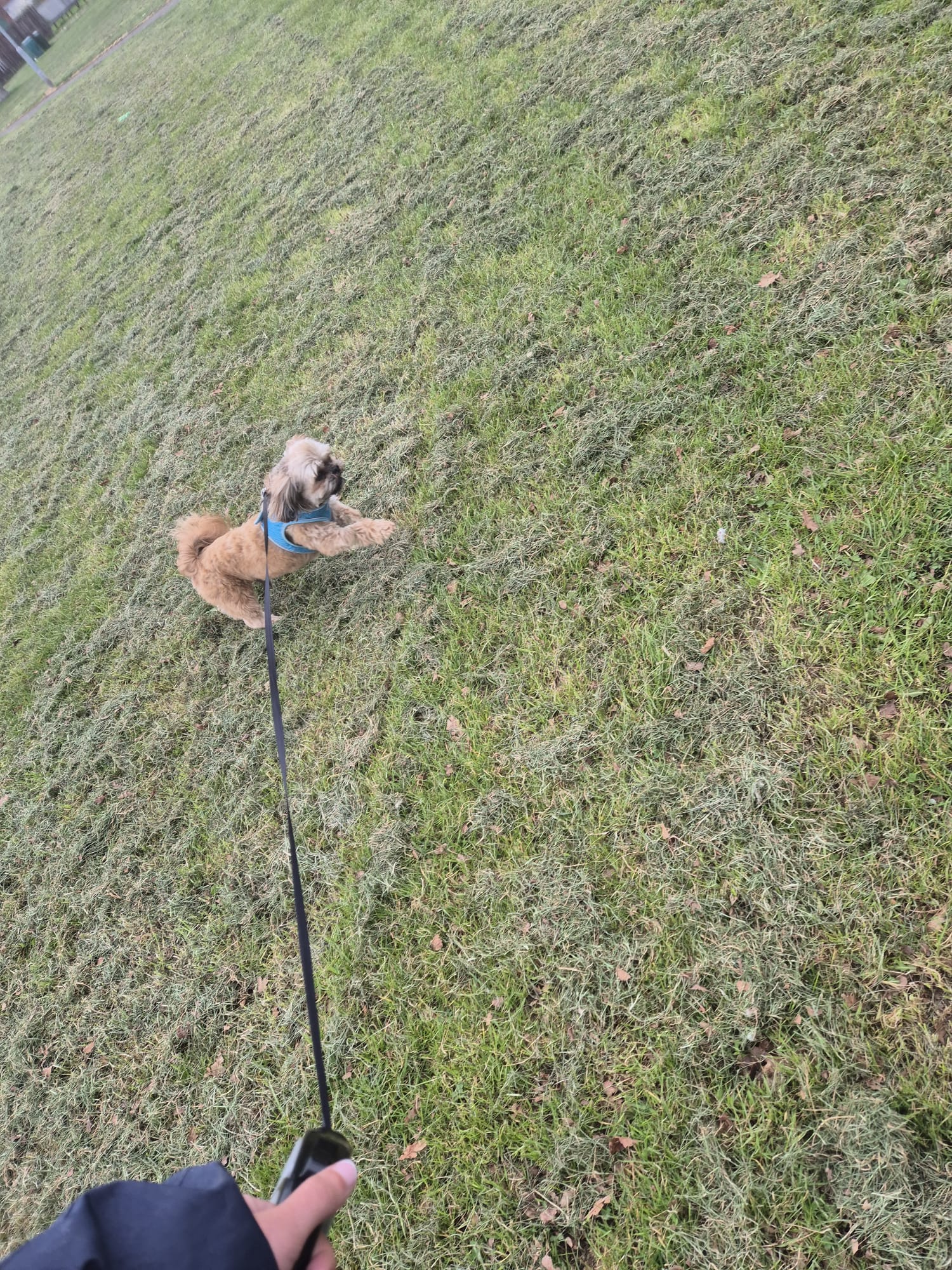 Happy dog enjoying CJ'S walkies