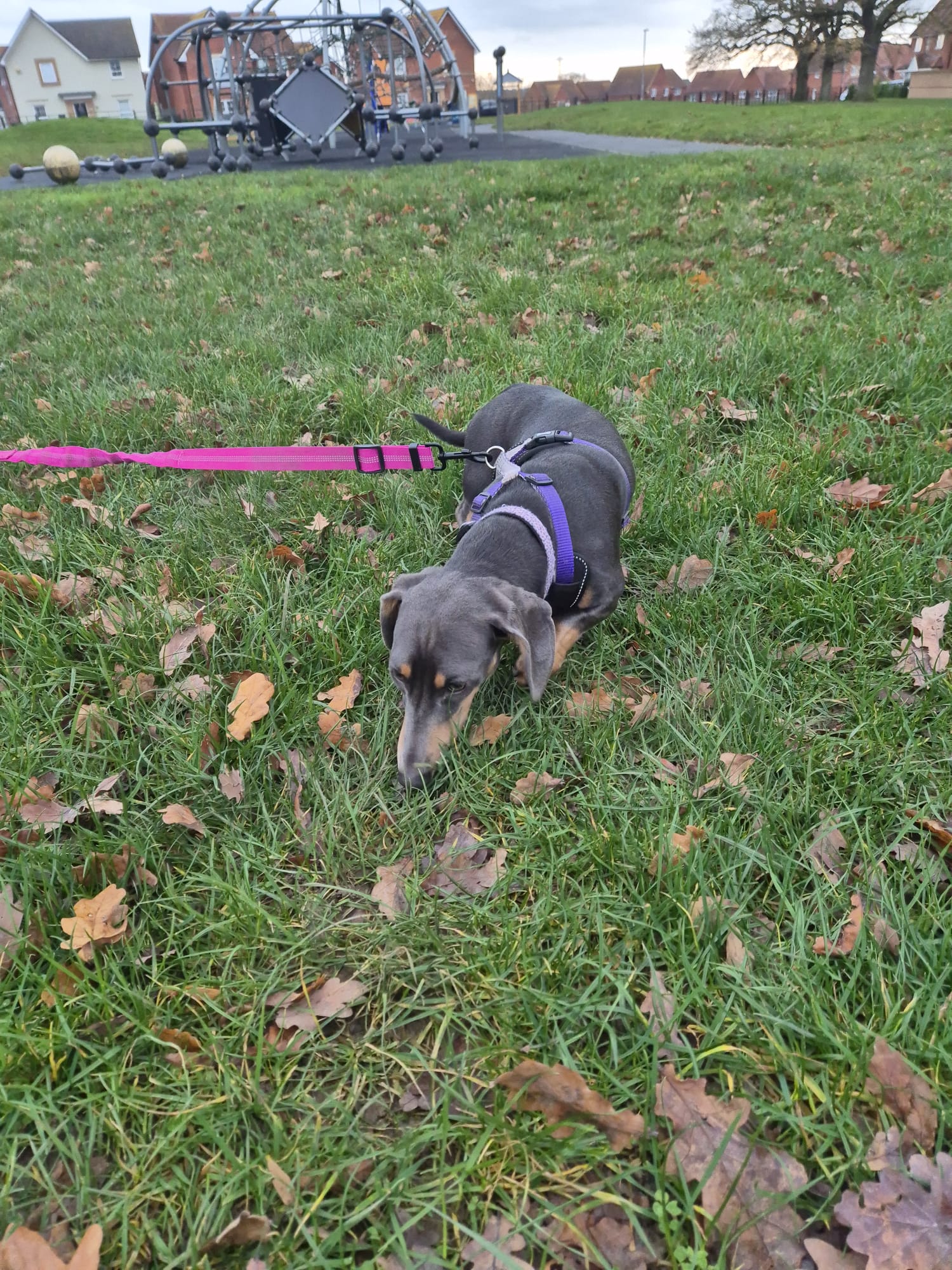 Happy dog enjoying CJ'S walkies