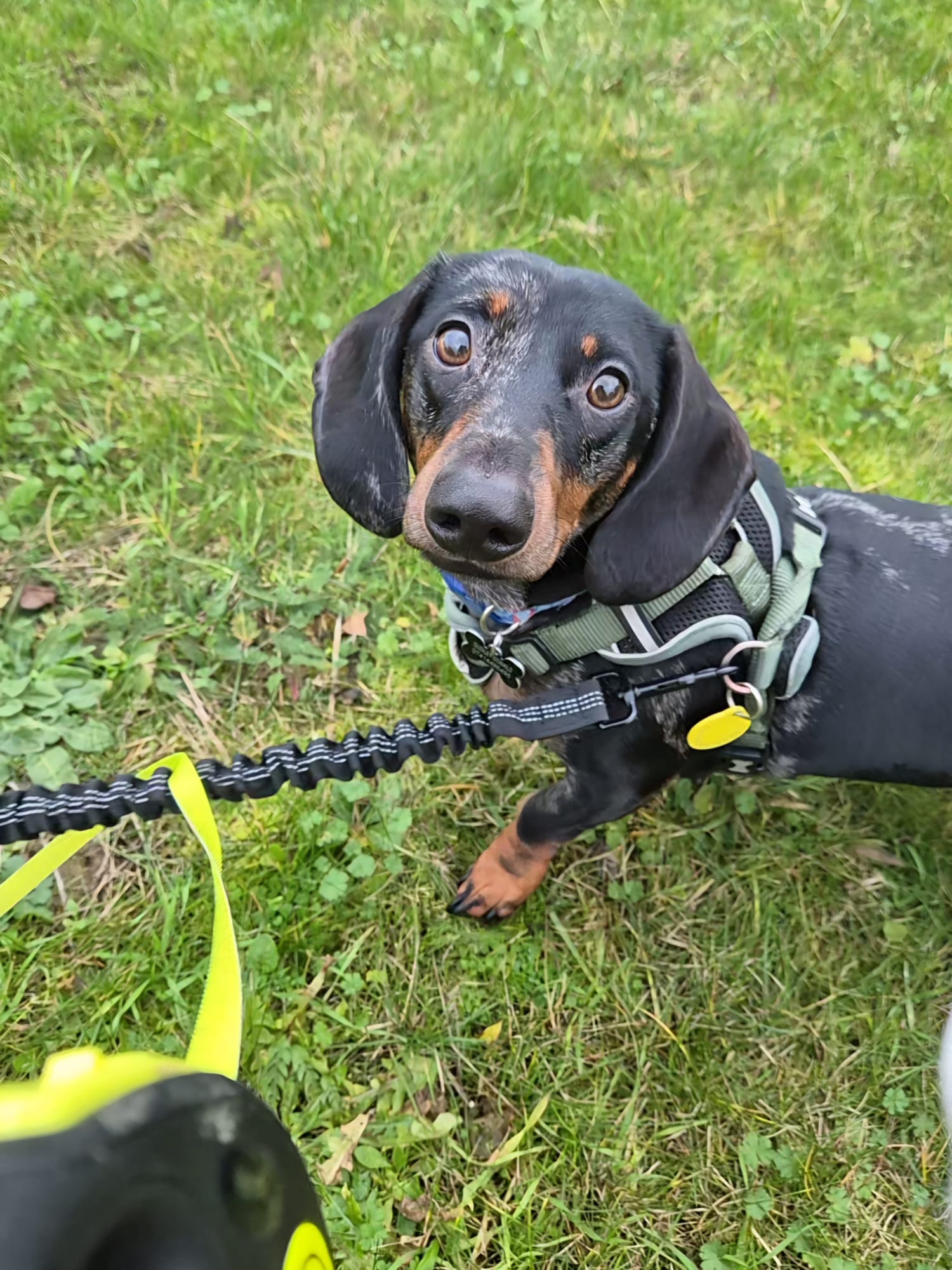 Happy dog enjoying CJ'S walkies