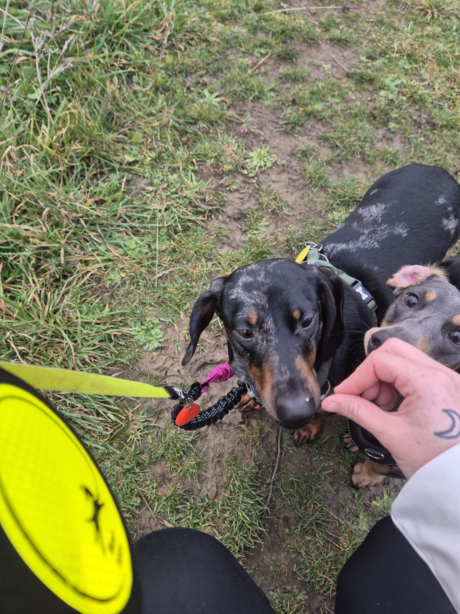 Happy dog enjoying CJ'S walkies