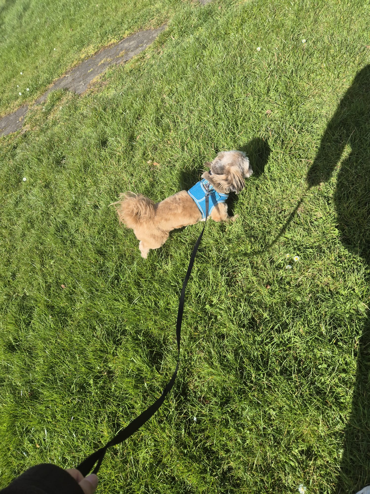 Happy dog enjoying CJ'S walkies