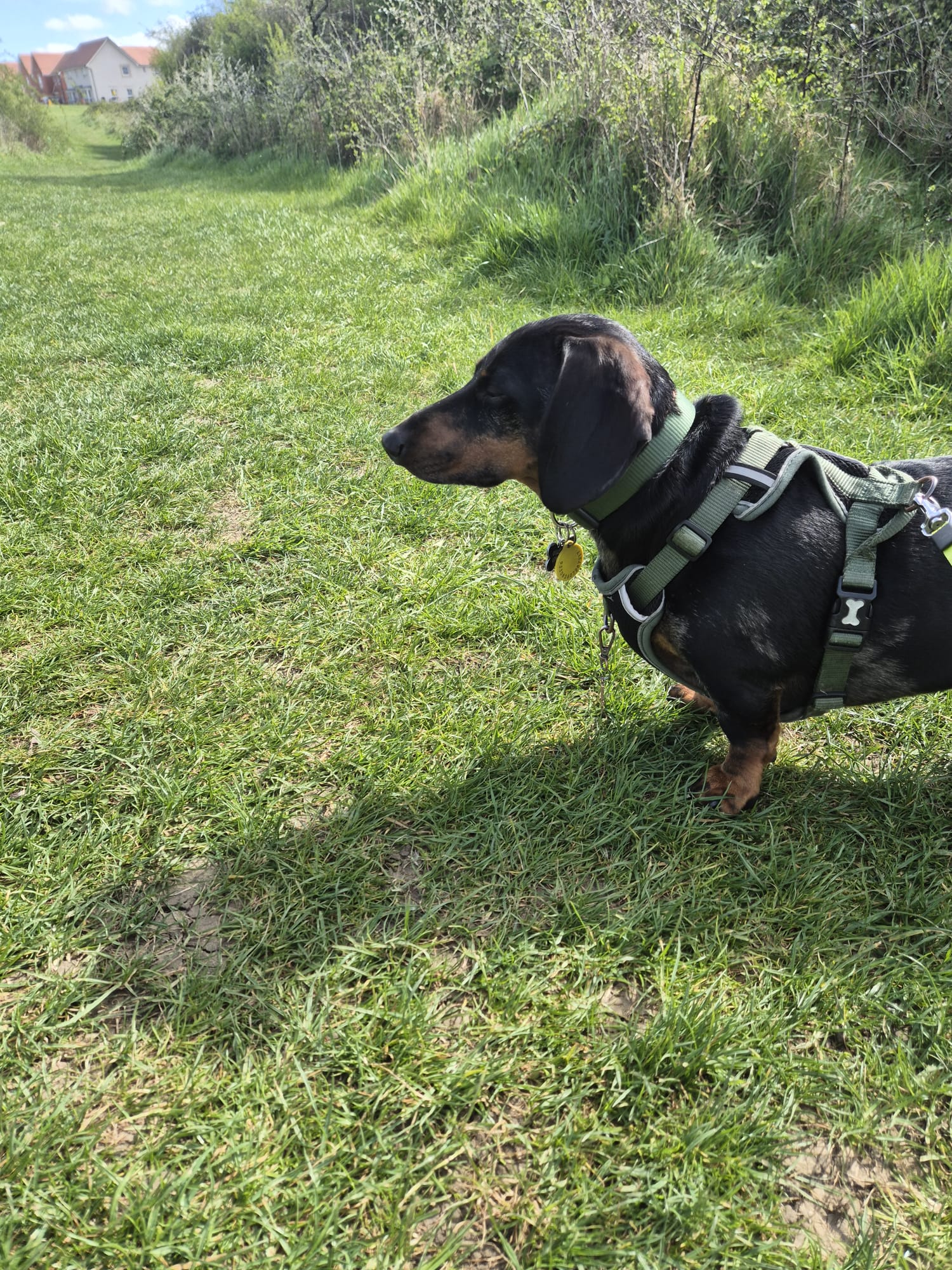 Happy dog enjoying CJ'S walkies