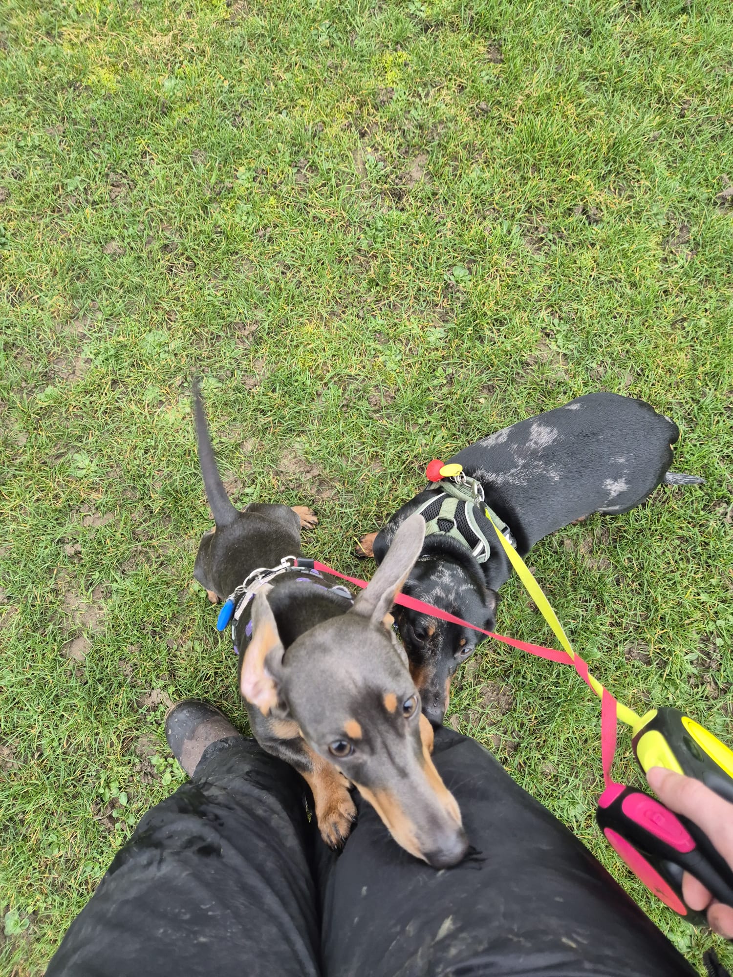 Happy dog enjoying CJ'S walkies