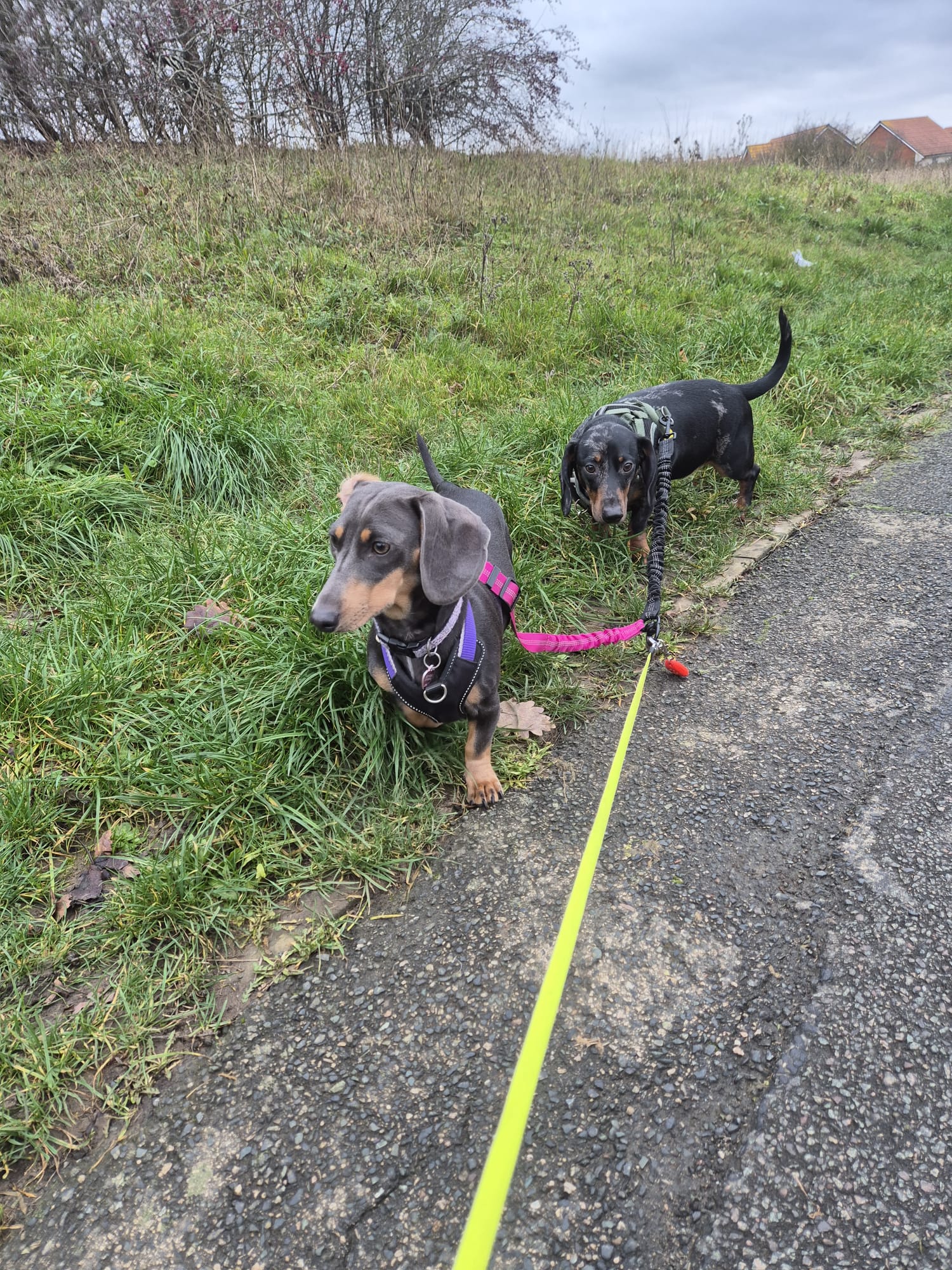 Happy dog enjoying CJ'S walkies